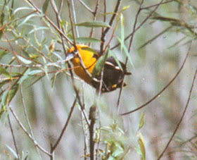 yellow-headed blackbird