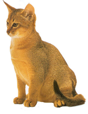 Abyssinian Cat Breed