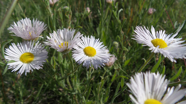 White daisy fleabane