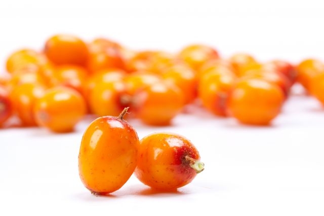 Seabuckthorn yang ajaib