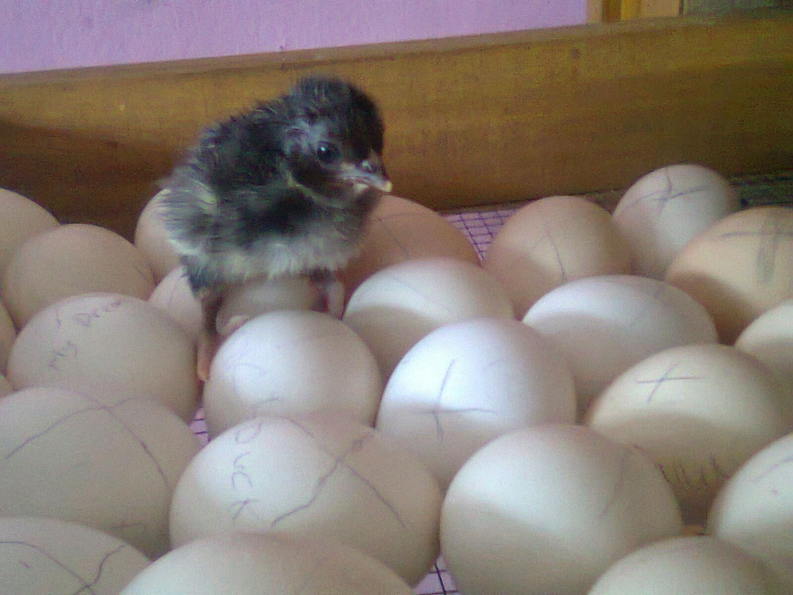 Cara Menetaskan telur Ayam