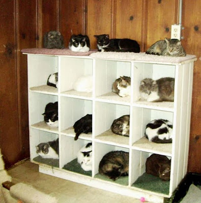 How to Organize Your Cats Seen On www.coolpicturegallery.us