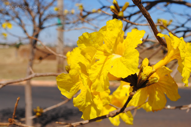 Parque Tecnológico de Uberaba, Ipê Amarelo, Uberaba, Nelltech