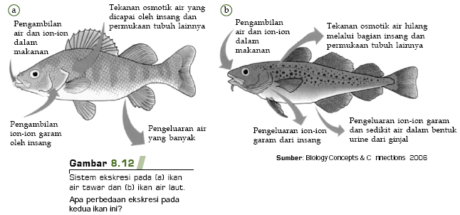 Sistem Ekskresi Ikan  Fisces 