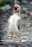 Puffin chick