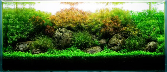 30_1aquarium_stem_plants_fishtank