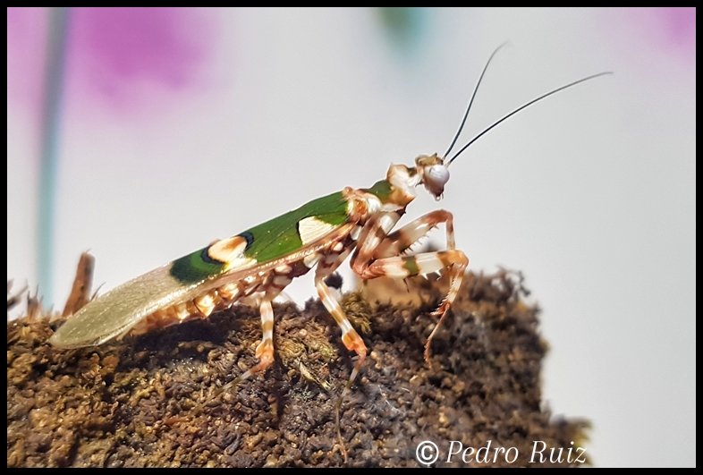 Macho adulto de Chlidonoptera lestoni, 3,5 cm de longitud