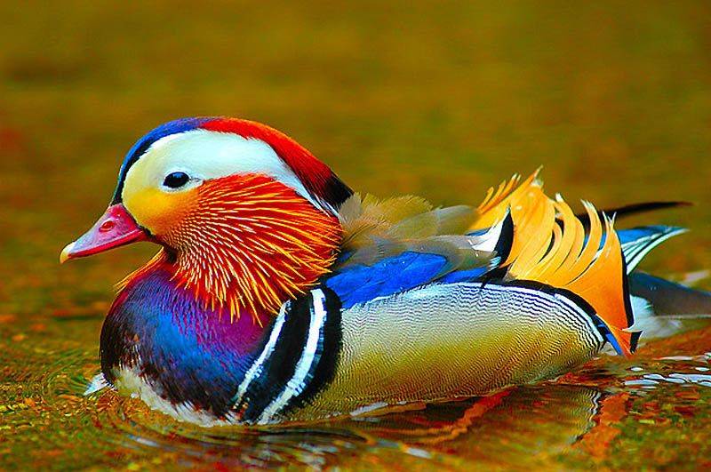 Amazing World Fun Beautiful Colorful Birds Nature Coloring Wallpapers Download Free Images Wallpaper [coloring654.blogspot.com]