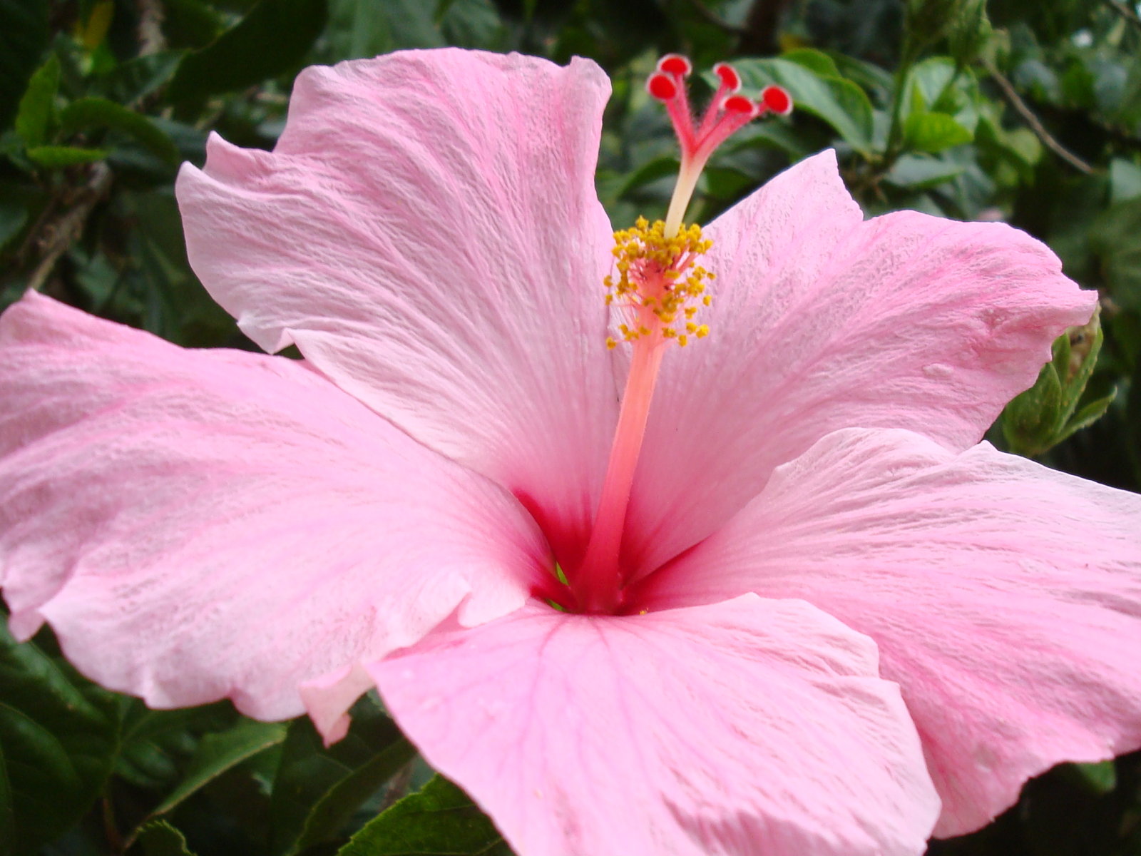 hibiscus flowers wallpaper hibiscus flowers wallpaper hibiscus flowers ...