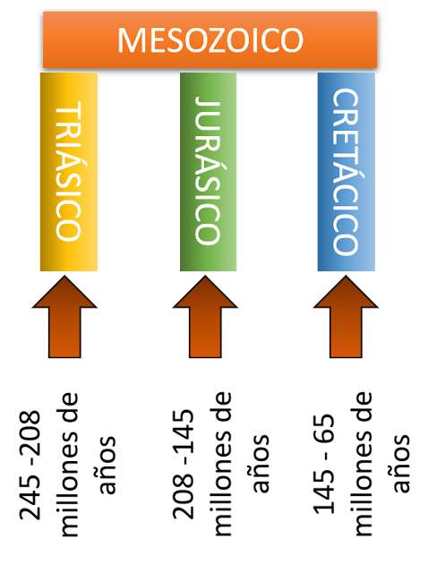 El reinado de los dinosaurios abarca ola era mesozoica que puede dividirse en 3 períodos: triásico, jurásico y cretácico.