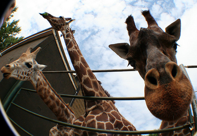 why+does+a+giraffe+have+a+long+neck اسئلة عن الحيوانات تتبادر عل اذهاننا مُنذ صغرنا ، فما هي اجابتها ؟