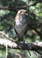 Bicknell’s Thrush – Cannon Mountain, NH – June 2014 – photo by Phillip Kenny