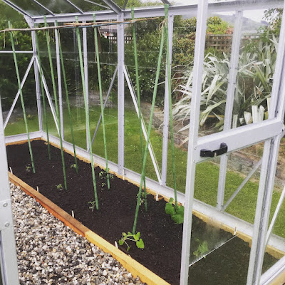 A glasshouse with growing seedlings