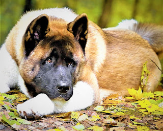 American Akita  History The American Akita is a breed that, despite its Japanese origin, is considered American. How did that come about? Very simply - after the Second World War, American soldiers returned home and brought several individuals to their homeland, giving rise to a new history of these rather ancient dogs.  If we talk about their Japanese origin and history of existence, the Akita Inu breed since ancient times has been known to the Japanese. These dogs in ancient times were called matagi ken, and performed a lot of different functions, from the protection of estates, to bloody entertainment - dog fights and fights with wild animals. In general, translated from Japanese, the name of the breed means "going to the bear".  At the end of the 17th century, dogfighting, and in general dog fights with animals, became increasingly popular, spreading throughout Japan. Accordingly, there was a need for a variety of breeds. And so, matagi ken began to cross with mastiff, which was already widely known all over the world for its fighting qualities, size, and fearlessness.  If you trace the images of Japanese dogs in time, you can see how their appearance has changed over several centuries. Mastiffs brought not only the external characteristic features of the breed but also some internal qualities, such as poise, patience, purposefulness. Dogfighting was banned only in the early 20th century, but the breed remained.  During World War II, these dogs were virtually wiped out, though not purposefully, by Allied forces. Japanese breeders later even tried to cross the Akita with german shepherds, but quickly abandoned this dubious venture, restoring the population naturally. The American Akita breed received official recognition in 2001.   Characteristics of the breed popularity                                                           04/10  training                                                                07/10  size                                                                        07/10  mind                                                                     09/10  protection                                                          08/10  Relationships with children                         06/10  Dexterity                                                             08/10  Molting                                                                07/10     Breed Information Country  UNITED STATES  Lifetime  10-12 years  Height  Males: 66-71 cm Females: 61-66 cm  Weight  Males: 45-60 kg Females: 32-45 kg  Length of coat  short  Color  redhead, red with white, gray, gray with white  Price  Description The American Akita dog breed has large sizes, erect ears of a triangular shape with a slight inclination forward, and a semi-long, thick coat, like a bear cub. The muzzle is wedge-shaped, the chest is wide, the legs are of medium length. The physique is muscular, strong, the tail is fluffy, curved upwards.     Personality Independence, loyalty, and fearlessness - these are the main features that the character of the American Akita breed possesses. Of course, the matter is not limited to this, since for many centuries of existence, the breed has developed a lot of valuable qualities.  These, without a doubt, include a very sharp and developed intelligence, thanks to which the dog perfectly understands everything that happens around, understands the owner well, recognizes commands, and is able to draw its own conclusions. Which he uses, literally having his own view of things - remember we mentioned independence? That's what it is, in all its glory.  Accordingly, simply breaking the will and achieving stupid obedience will not work, except that you will eradicate the psyche of the animal, which is unacceptable. It is not recommended to start this breed for inexperienced owners, since respect must be earned, and education must take place correctly, with great patience and justice.  Since there are a lot of hunting genes in the blood, small animals are perceived poorly, rather as prey. With other pets, they also do not get along much, especially when the sex of the Akita and the other pet is the same. These dogs generally require respect for themselves, but they are less demanding on the manifestation of attention and understand the desire of the owner to retire. Children are treated well, but, again, disrespectful treatment is not tolerated. They need walks and training, physical and intellectual activity.     Teaching The Akita is a naughty dog. Every dog lover knows this. But they can be taught to teams, and most importantly, to win their favor. If the dog loves and respects you, he will do what is necessary and will listen to you. Akita is difficult to school as a german shepherd dog, but it is possible to achieve obedience and execution of commands.  The American Akita requires from the owner great patience, kindness, and will in education. Severity is permissible, cruelty - in no case since in this case, you will not earn any respect. Even with the implementation of basic commands, at times, the task is not easy, but with due perseverance, everything will work out. And do not forget to praise the dog for successes, and scold (fairly and without excesses) for disobedience.     Care The American Akita breed has a thick coat, and therefore needs regular combing, at least once a week, and preferably twice. Always make sure the animal's ears and eyes are clean, bathe your pet once or twice a week and trim the claws as needed.     Common diseases The American Akita does not suffer from any complex hereditary diseases and refers to relatively healthy dogs. The main thing is to provide a variety of activities so that the pet does not gain excess weight. In addition, remember that the difficult nature of this breed can not be broken through aggression and strength, as later it will cause mental problems, and in the future - and various neuralgias.