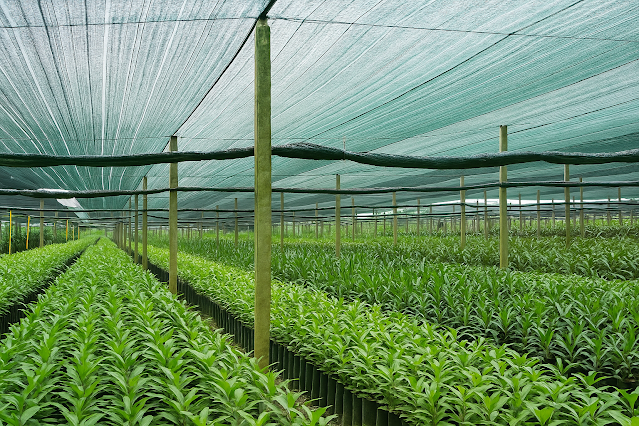 Lưới che nắng Made in Thái Lan 4m x 50m phủ 70% Lưới che nắng Made in Thái Lan 4m x 50m phủ 70%