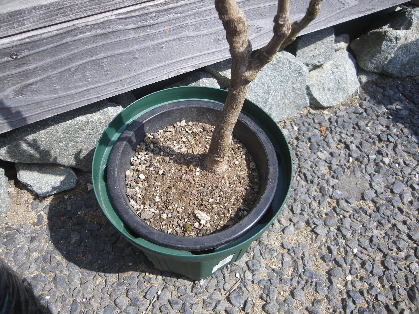 藤の育て方 鉢植えで藤の花を楽しむ メダカの大工
