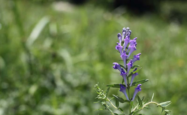 Baikal Skullcap Flowers Pictures