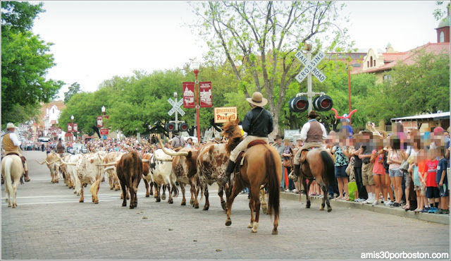 Vaqueros y Ganado en Fort Worth Stockyards, Texas