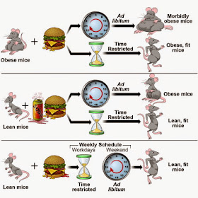 Intermittent fasting, fasting 12 hours a day