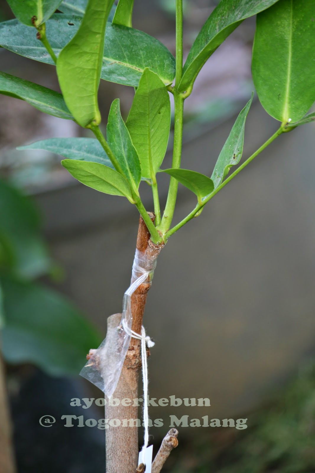 Ayo Berkebun Belajar Sambung Sisip Yuk