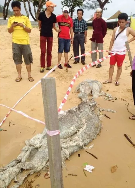 5 Gambar bangkai haiwan misteri terdampar di pantai 