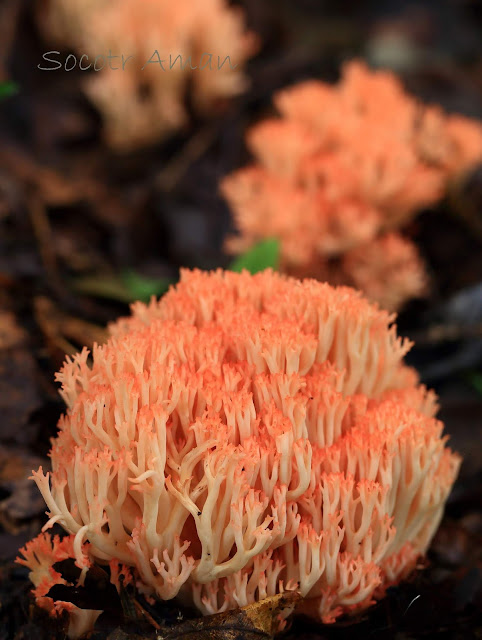 Ramaria botrytis