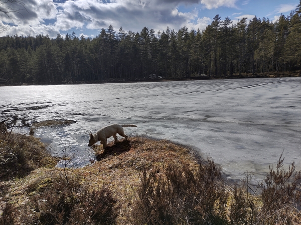 simarudkollen ådalen hvalstjern