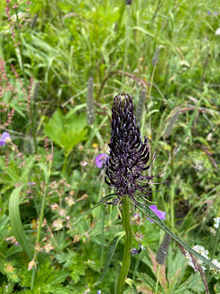 [Campanulaceae] Phyteuma ovatum - Dark Rampion (Raponzolo)