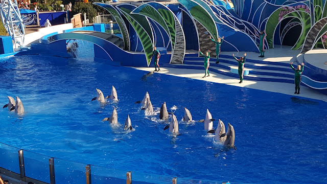 sea-world-dolphins