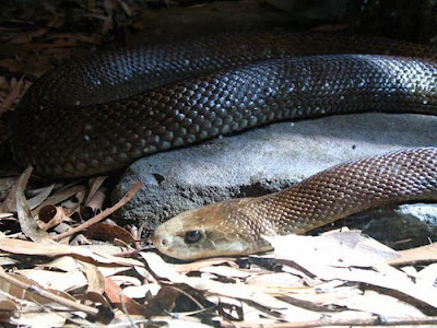 this is world's most popular snakes