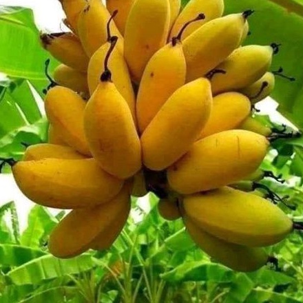 pohon pisang susu tanaman tranding Jawa Barat