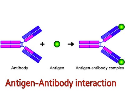 Antigen - Antibody binding or Anntigen - Antibody interaction