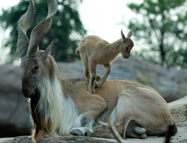 Beautiful,cute,brown,white markhor  is sitting in hill,wallpapers,pictures,images  