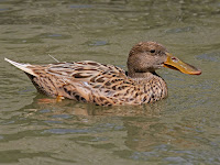 Northern Shoveler female – Sylvan Heights Waterfowl Park – Scotland Neck, NC – photo by Dick Daniels