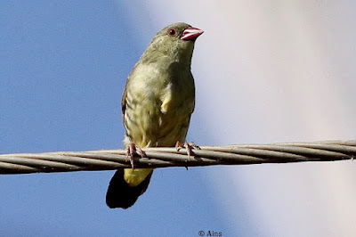 Green Avadavat