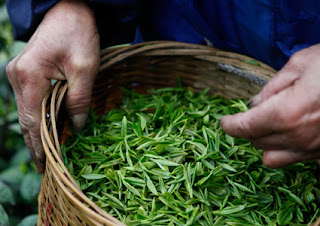 http://bogor-indonesia.blogspot.com/2012/10/bogor-puncak-pass-tea-picking.html