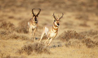 Unique Pronghorns Animal