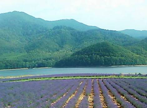 紫色の南富良野ラベンダー畑,色