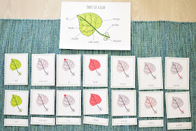 Montessori Inspired Parts of a Leaf 3 PART CARDS