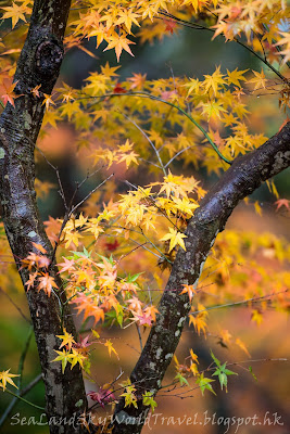 紅葉昆沙門堂