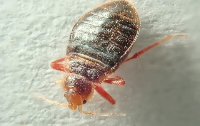 EXTERMINATEUR DE NUISIBLES À PARIS