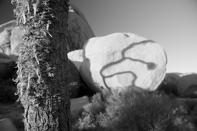 joshuatree3.jpg