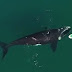 Encuentro cercano con una ballena en Chubut