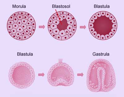 Proses Fertilisasi Kehamilan dan Perkembangan Embrio 