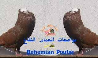 مواصفات الحمام النفاخ Bohemian Pouter