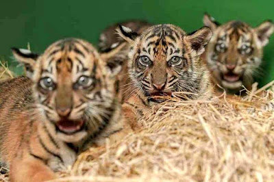 Pulau Sumatera Mendapatkan Dua Tambahan Populasi harimau Sumatera