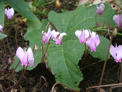 Cyclamen hederifolium