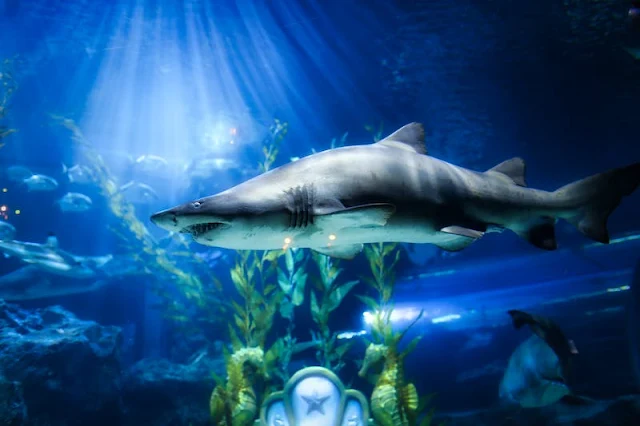 Jim Shark's Limited Edition Pride Set: Celebrating Inclusivity and Empowerment