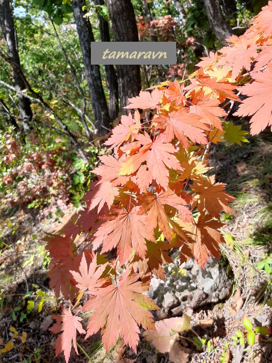 Клён ложнозибольдов (Acer pseudosieboldianum)