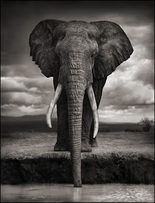 Wildlife Photography by Nick Brandt Seen On  www.coolpicturegallery.us